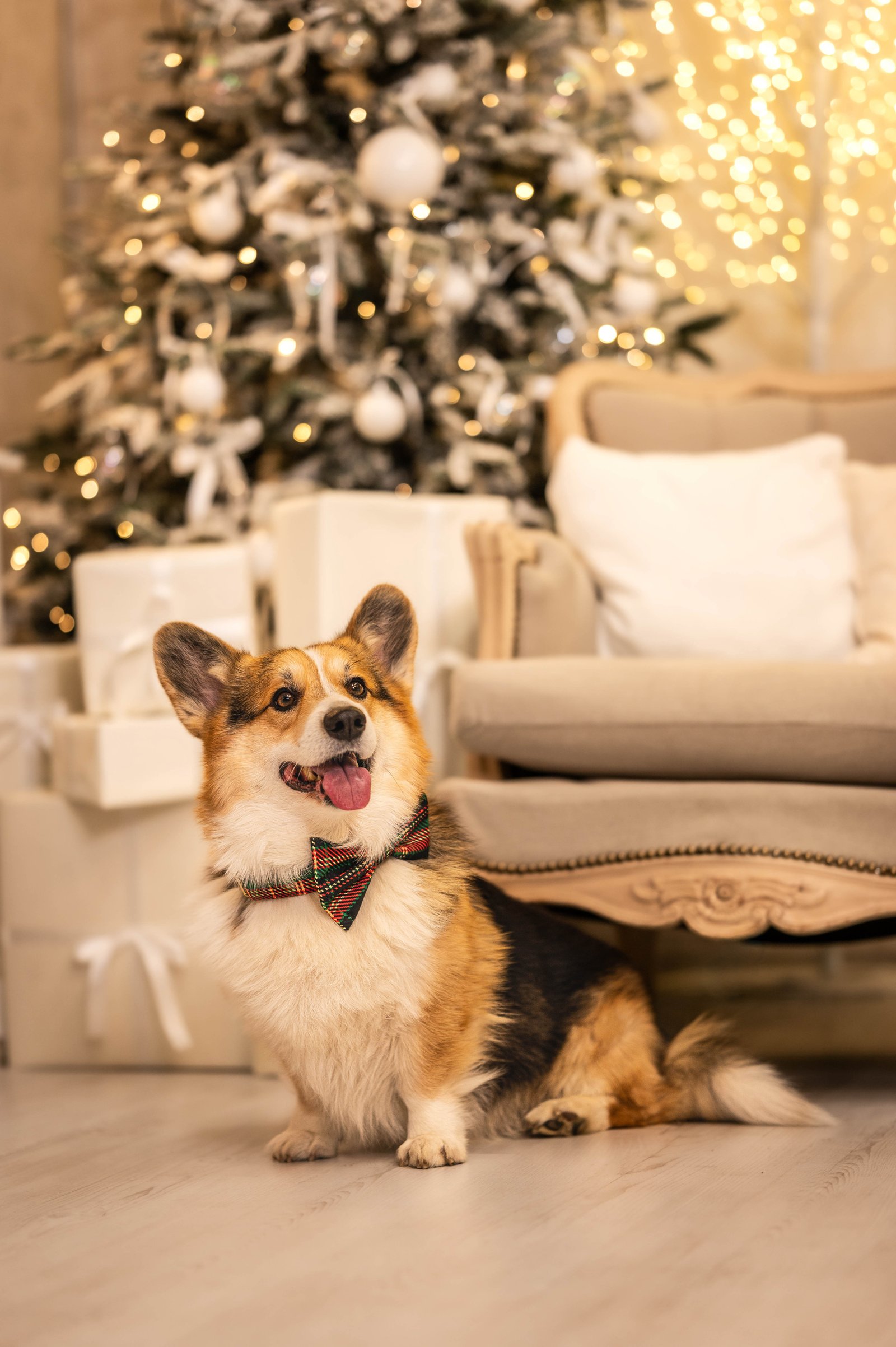 Popi the Corgi portfolio